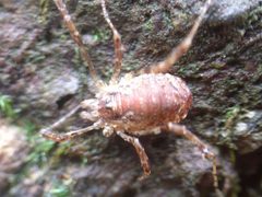 Paroligolophus agrestis 172752965 by Michel Langeveld. Used under a CC BY-SA 4.0 license.