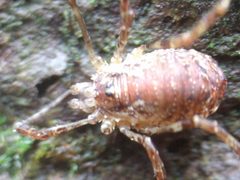 Paroligolophus agrestis 172752968 by Michel Langeveld. Used under a CC BY-SA 4.0 license.