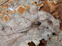Paroligolophus agrestis 174410706 by Michel Langeveld. Used under a CC BY-SA 4.0 license.