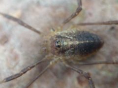 Paroligolophus agrestis 174410718 by Michel Langeveld. Used under a CC BY-SA 4.0 license.