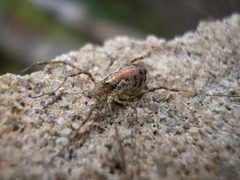 Paroligolophus agrestis female 20081024 by Pudding4brains. Used under a Public domain license.