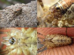 Paroligolophus agrestis female 20081024 collage by Pudding4brains. Used under a Public domain license.
