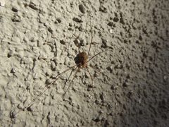 Female Phalangium opilio 02 by Syrio. Used under a CC BY-SA 4.0 license.
