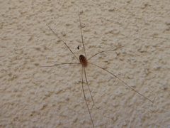 Phalangium opilio Lon 02 by Syrio. Used under a CC BY-SA 4.0 license.