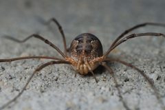 Phalangium opilio female front Bytom by Adrian Tync. Used under a CC BY-SA 4.0 license.