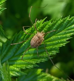 Rilaena triangularis 133969596 by Denis Otkydach. Used under a CC BY 4.0 license.