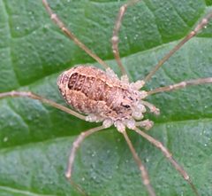 Rilaena triangularis 135007504 by Uffe Harboe Nygaard. Used under a CC BY 4.0 license.