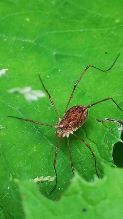 Rilaena triangularis 142177515 by E. A.. Used under a CC BY 4.0 license.