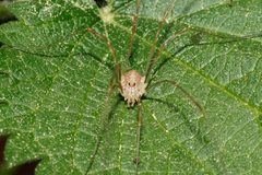 Rilaena triangularis 191862961 by Patrick Meurin. Used under a CC BY 4.0 license.