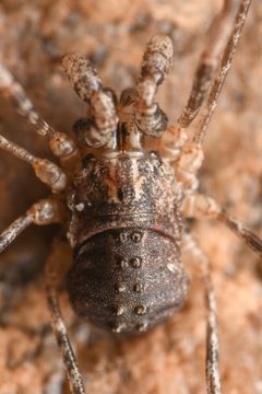 Protolophus singularis 181791023 by Chloe and Trevor Van Loon. Used under a CC BY 4.0 license.