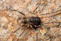 Protolophus singularis 181791030 by Chloe and Trevor Van Loon. Used under a CC BY 4.0 license.