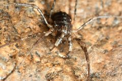 Protolophus singularis 181791035 by Chloe and Trevor Van Loon. Used under a CC BY 4.0 license.