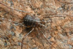 Protolophus singularis 181791044 by Chloe and Trevor Van Loon. Used under a CC BY 4.0 license.