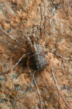 Protolophus singularis 181791050 by Chloe and Trevor Van Loon. Used under a CC BY 4.0 license.