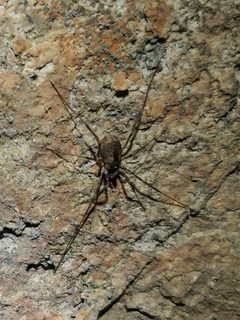Protolophus singularis 32821655 by Casey H. Richart. Used under a CC BY 4.0 license.