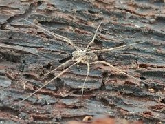 Protolophus singularis 32821786 by Casey H. Richart. Used under a CC BY 4.0 license.