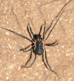 Protolophus tuberculatus 208320623 by Tobi (he/him). Used under a CC0 license.