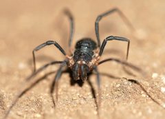 Protolophus tuberculatus 208320859 by Tobi (he/him). Used under a CC0 license.