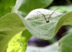 Ontario Harvestman by Paul Harrison. Used under a CC BY-SA 4.0 license.