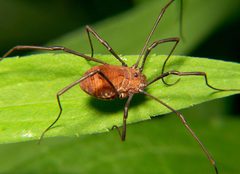 Opiliones harvestman by Bruce Marlin. Used under a CC BY-SA 2.5 license.