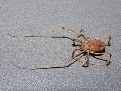 Hadrobunus maculosus 201654673 by averagewalrus. Used under a CC BY 4.0 license.