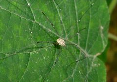 Leiobunum aldrichi Tennessee 052314 by Sesamehoneytart. Used under a CC BY-SA 4.0 license.