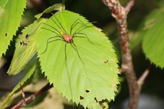 Harvestman order Opiliones probably Leiobunum calcar male 9606 sh by Paul Harrison. Used under a CC BY-SA 4.0 license.
