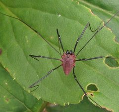 Leiobunum calcar by Ken Kneidel. Used under a CC0 license.