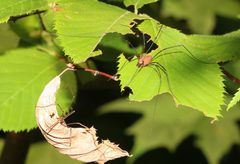 Leiobunum calcar male Harvestman order Opiliones 9596 by Paul Harrison. Used under a CC BY-SA 4.0 license.