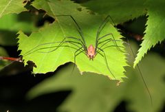 Leiobunum calcar male Harvestman order Opiliones 9599 by Paul Harrison. Used under a CC BY-SA 4.0 license.