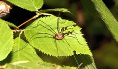 Leiobunum calcar male Harvestman order Opiliones 9602 by Paul Harrison. Used under a CC BY-SA 4.0 license.