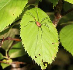 Leiobunum calcar male Harvestman order Opiliones 9604 by Paul Harrison. Used under a CC BY-SA 4.0 license.