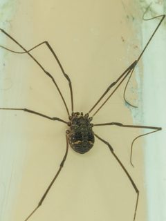 Leiobunum exilipes by Franco Folini. Used under a CC BY 4.0 license.