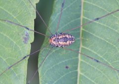 Leiobunum vittatum 157129266 by Steven Lamonde. Used under a CC BY 4.0 license.