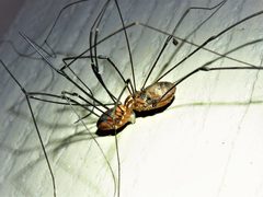 Leiobunum vittatum 169515122 by Annika Lindqvist. Used under a CC BY 4.0 license.
