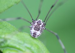 Leiobunum vittatum 208475765 by Steven Lamonde. Used under a CC BY 4.0 license.