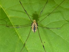 Leiobunum vittatum 209390226 by Kai Squires. Used under a CC BY 4.0 license.