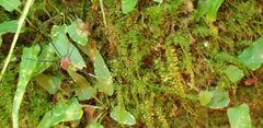 Leiobunum vittatum missing a leg by ONUnicorn. Used under a CC BY-SA 4.0 license.