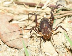 Erginulus subserialis by zookanthos. Used under a CC BY 4.0 license.