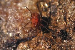 Bishopella laciniosa by Marshal Hedin. Used under a CC BY-SA 2.5 license.