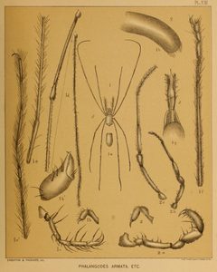 Cave Fauna of North America Plate 13 by Alpheus Spring Packard. Used under a Public domain license.