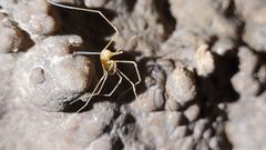 Phalangodes armata by Christian DeCelle . Used under a CC BY-SA 4.0 license.