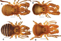 Cryptomaster dorsal coloration by James Starrett, Shahan Derkarabetian, Casey H. Richart, Allan Cabrero, Marshal Hedin. Used under a CC BY 4.0 license.