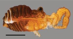 Sclerobunus idahoensis morphology by Shahan Derkarabetian and Marshal Hedin. Used under a CC BY 4.0 license.