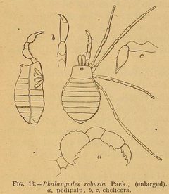 Phalangodes robusta Cavefaunaofnorthamerica by Alpheus Spring Packard. Used under a Public domain license.