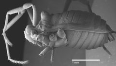 Sclerobunus robustus by Shahan Derkarabetian and Marshal Hedin. Used under a CC BY 4.0 license.