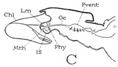Prokoenenia wheeleri mouth by Robert Evans Snodgrass (1875–1962)
Augusta Rucker (1873–1963). Used under a Public domain license.