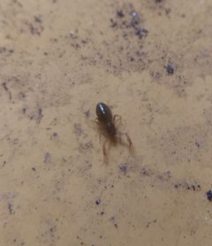 Chthonius tetrachelatus 132709032 by Lorin Timaeus. Used under a CC BY 4.0 license.