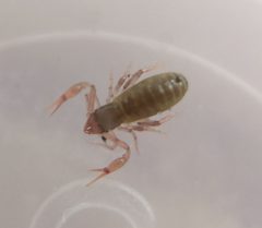 Chthonius tetrachelatus 132709063 by Lorin Timaeus. Used under a CC BY 4.0 license.