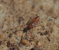 Chthonius tetrachelatus 153899426 by Lorin Timaeus. Used under a CC BY 4.0 license.